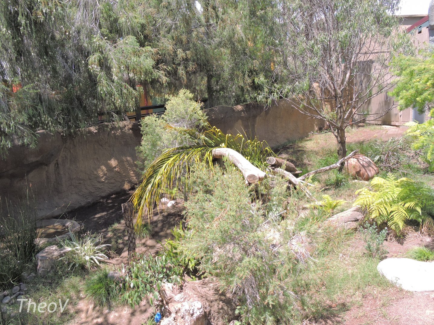 Tasmanian devil exhibit - Outback [2015]