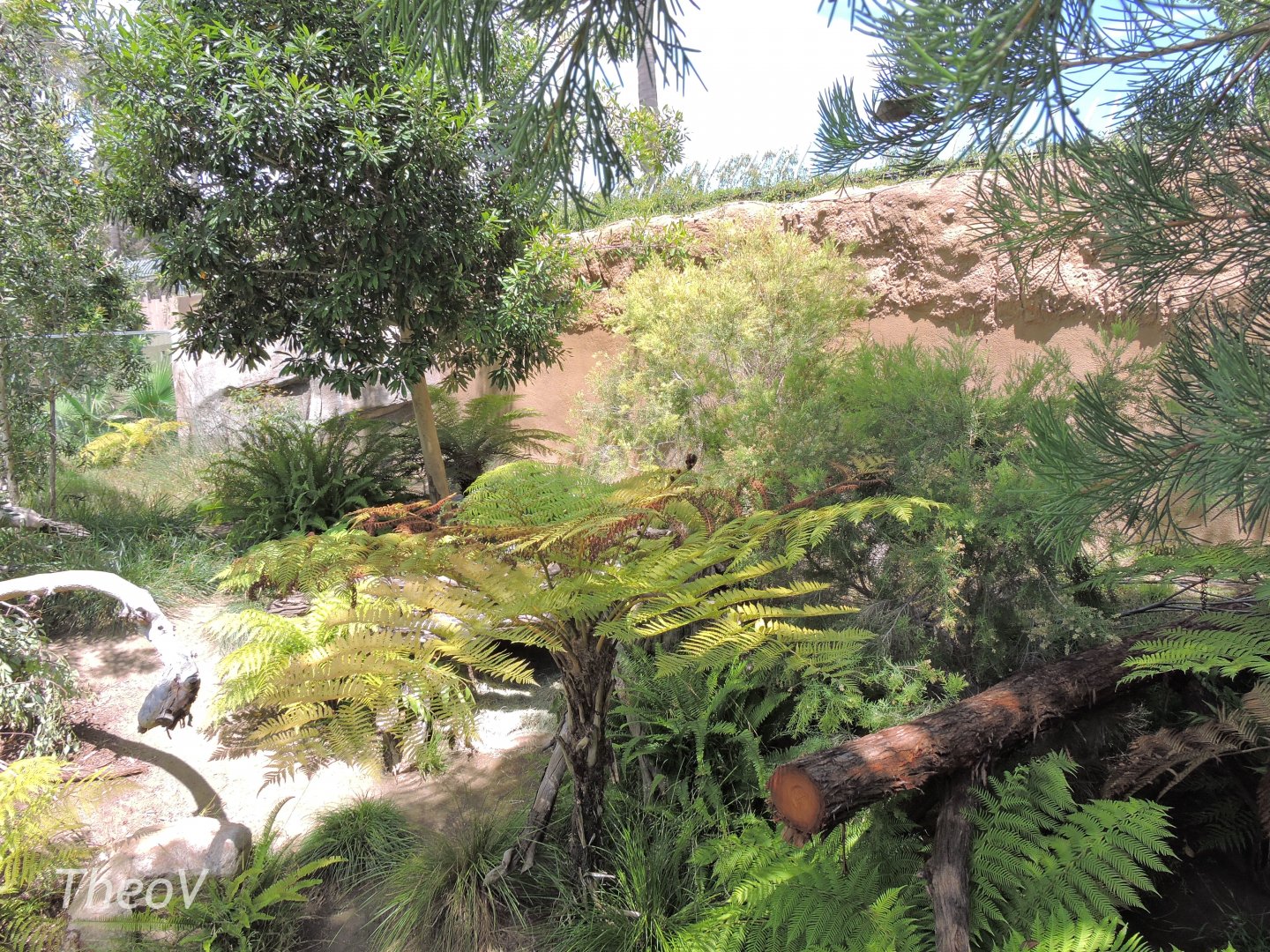 Tasmanian devil exhibit - Outback [2015]