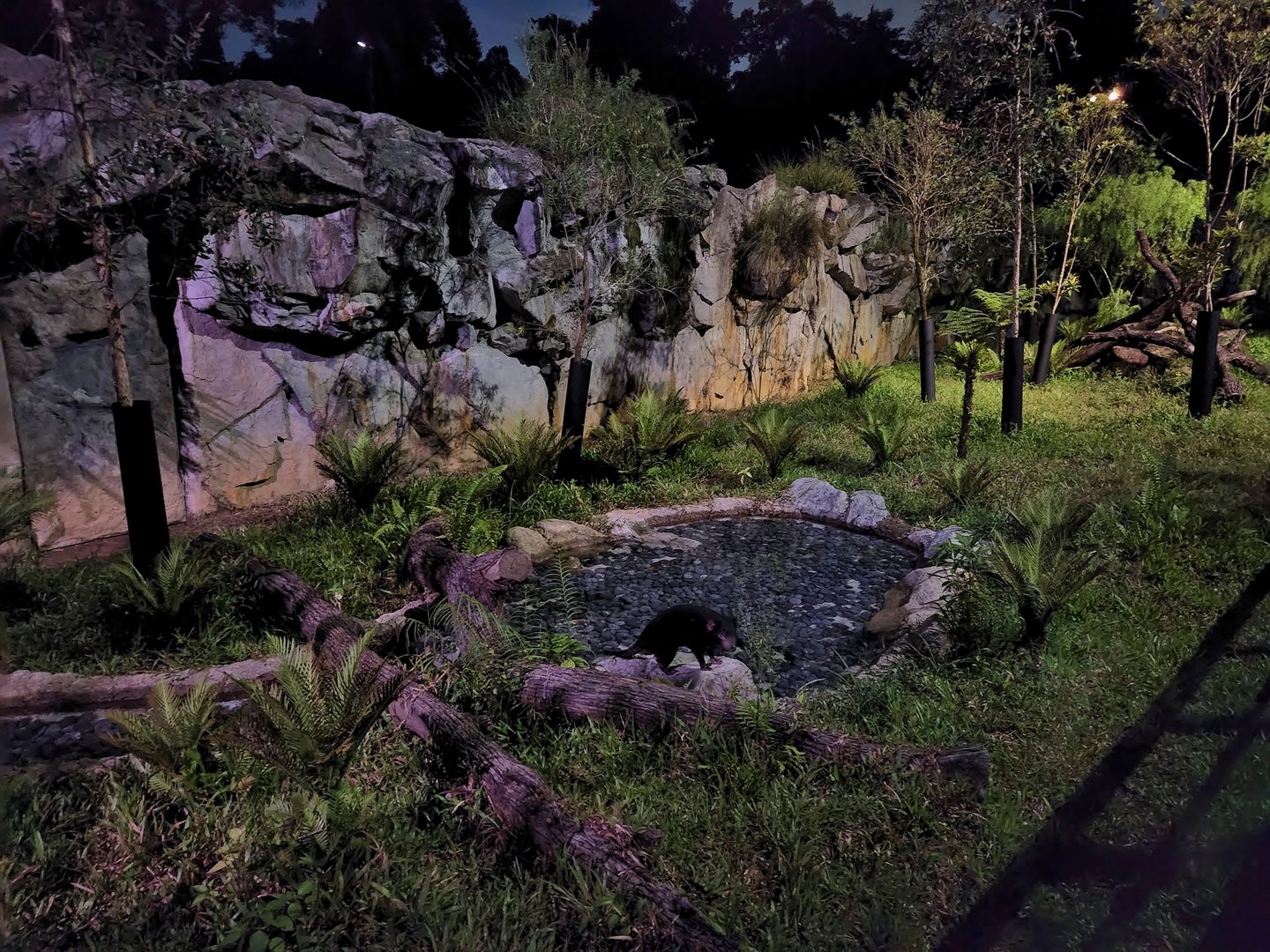Tasmanian Devil exhibit (outdoor enclosure 2)