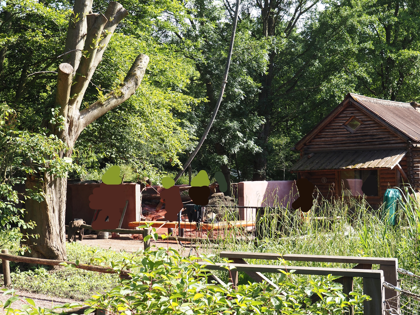 Tasmanian devil exhibit renovation and expansion with former wombat/echidna area - New landscaping and pouring of concrete, 2024-05-28