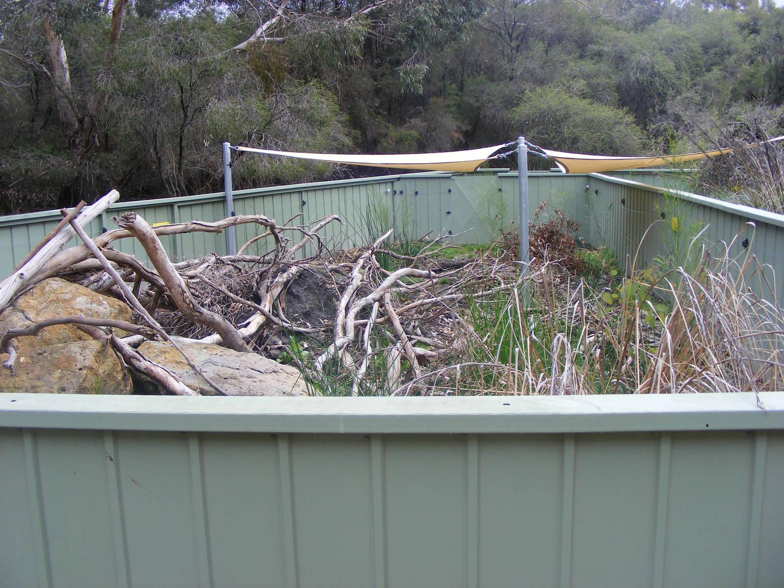 Tasmanian Devil Exhibit - September, 2009