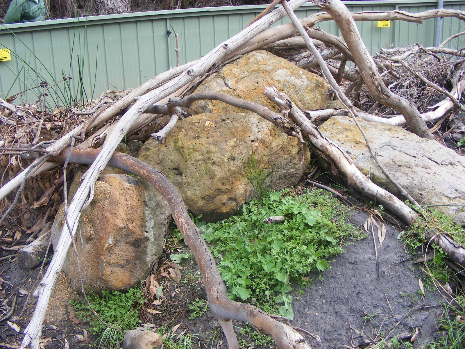 Tasmanian Devil Exhibit - September, 2009