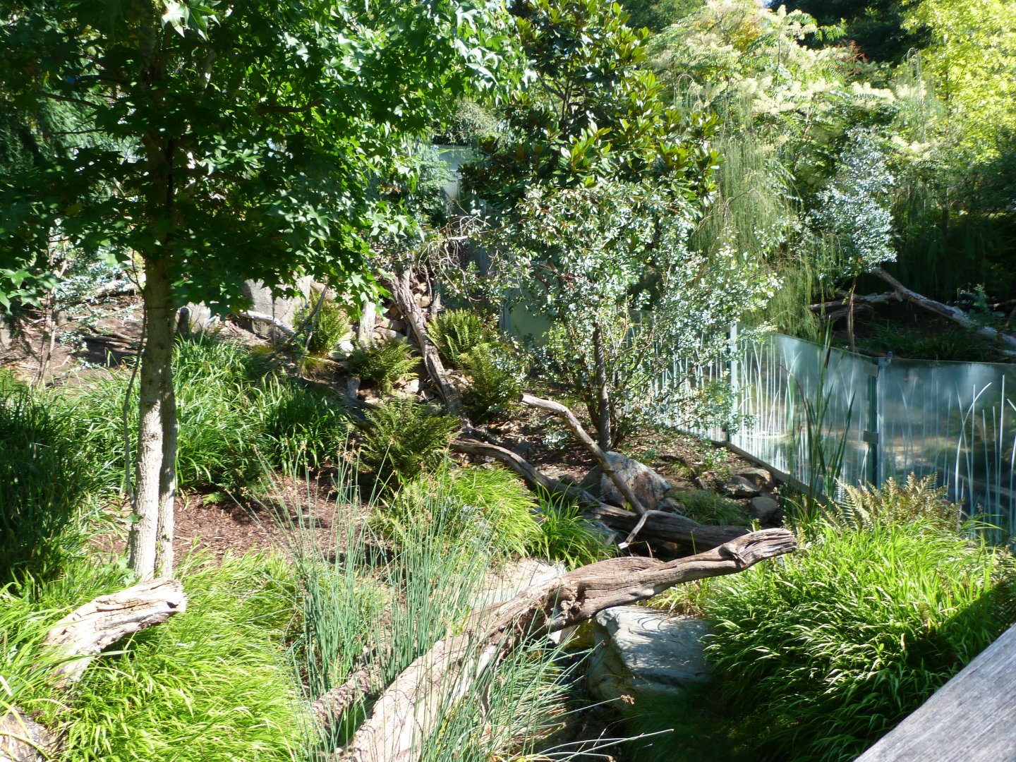 Tasmanian devil exhibit -Zoo Praha (2025)