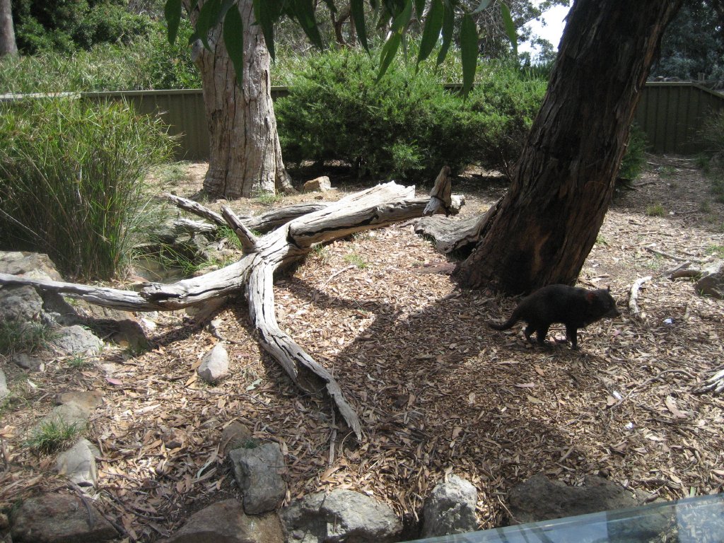 Tasmanian Devil exhibit