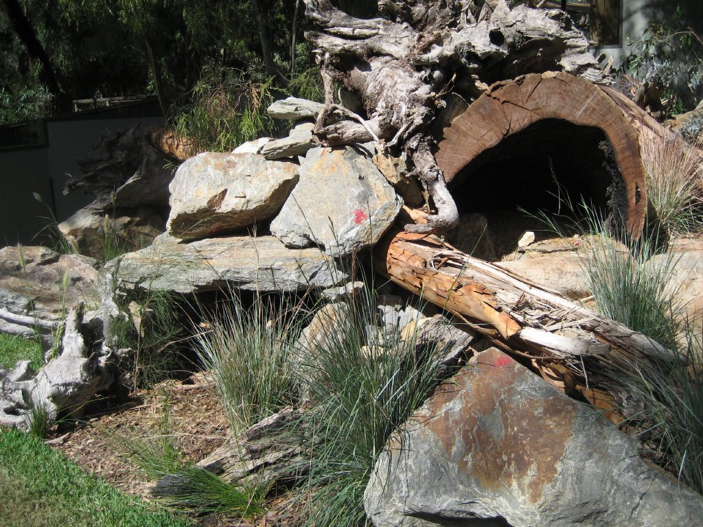 Tasmanian Devil exhibit