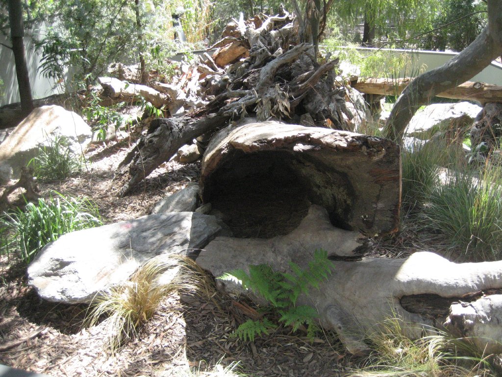 Tasmanian Devil exhibit