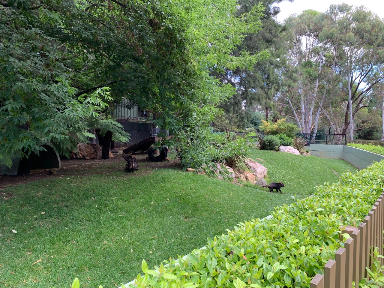 Tasmanian Devil Exhibit