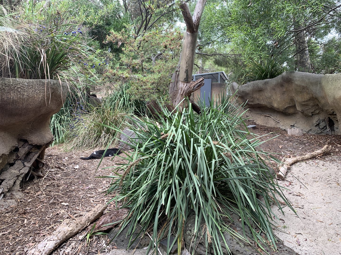 Tasmanian Devil Exhibit