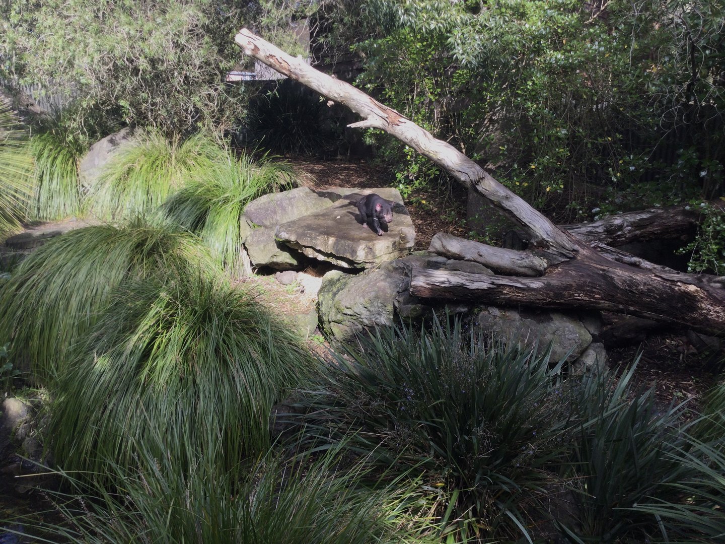 Tasmanian Devil Exhibit