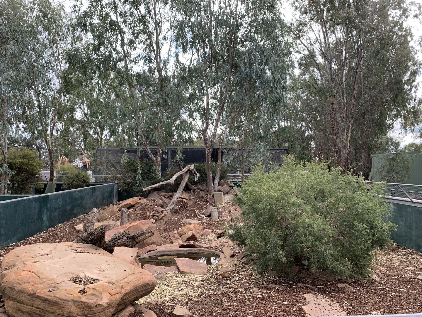 Tasmanian Devil Exhibit
