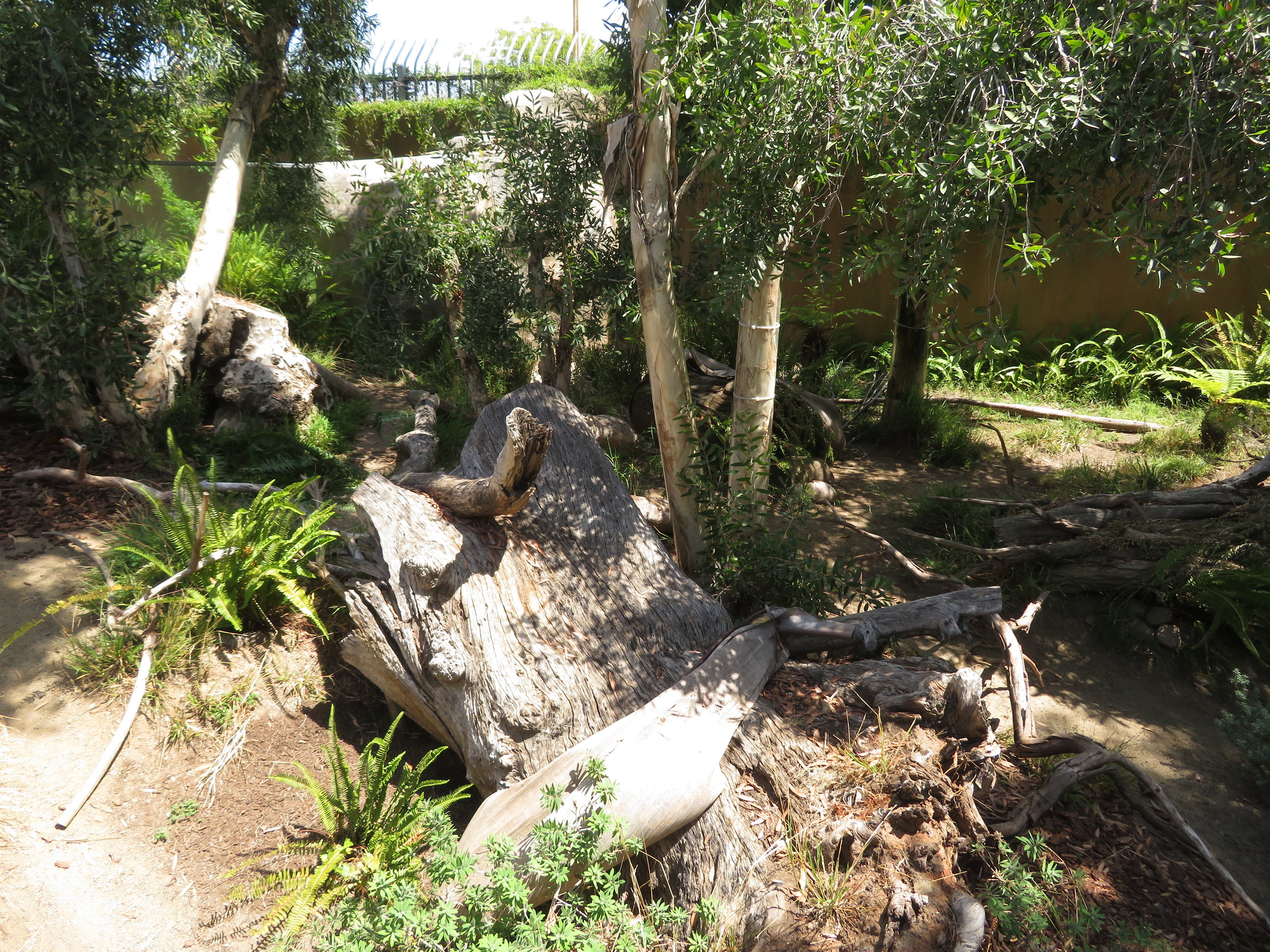 Tasmanian Devil Exhibit