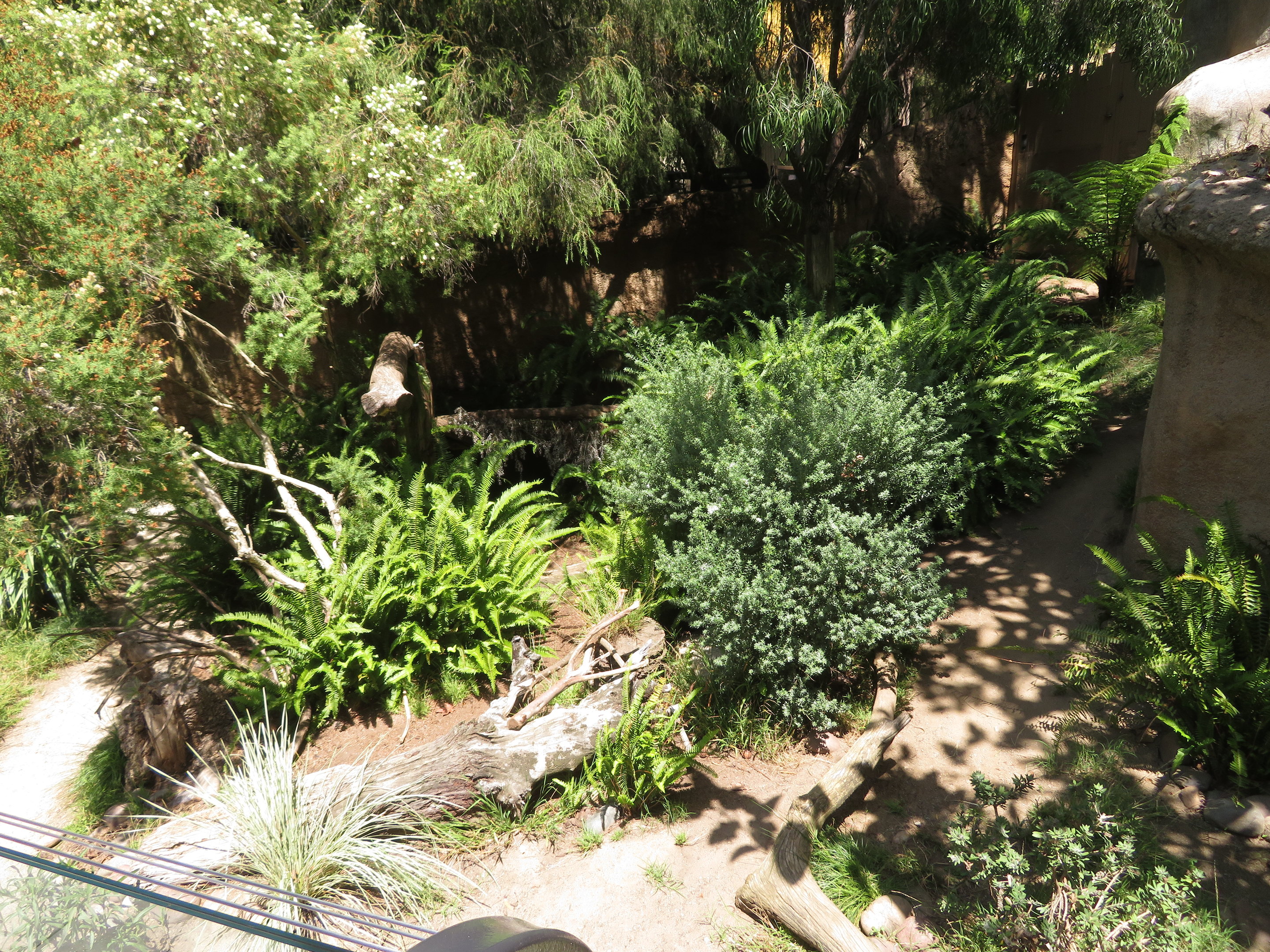 Tasmanian Devil Exhibit