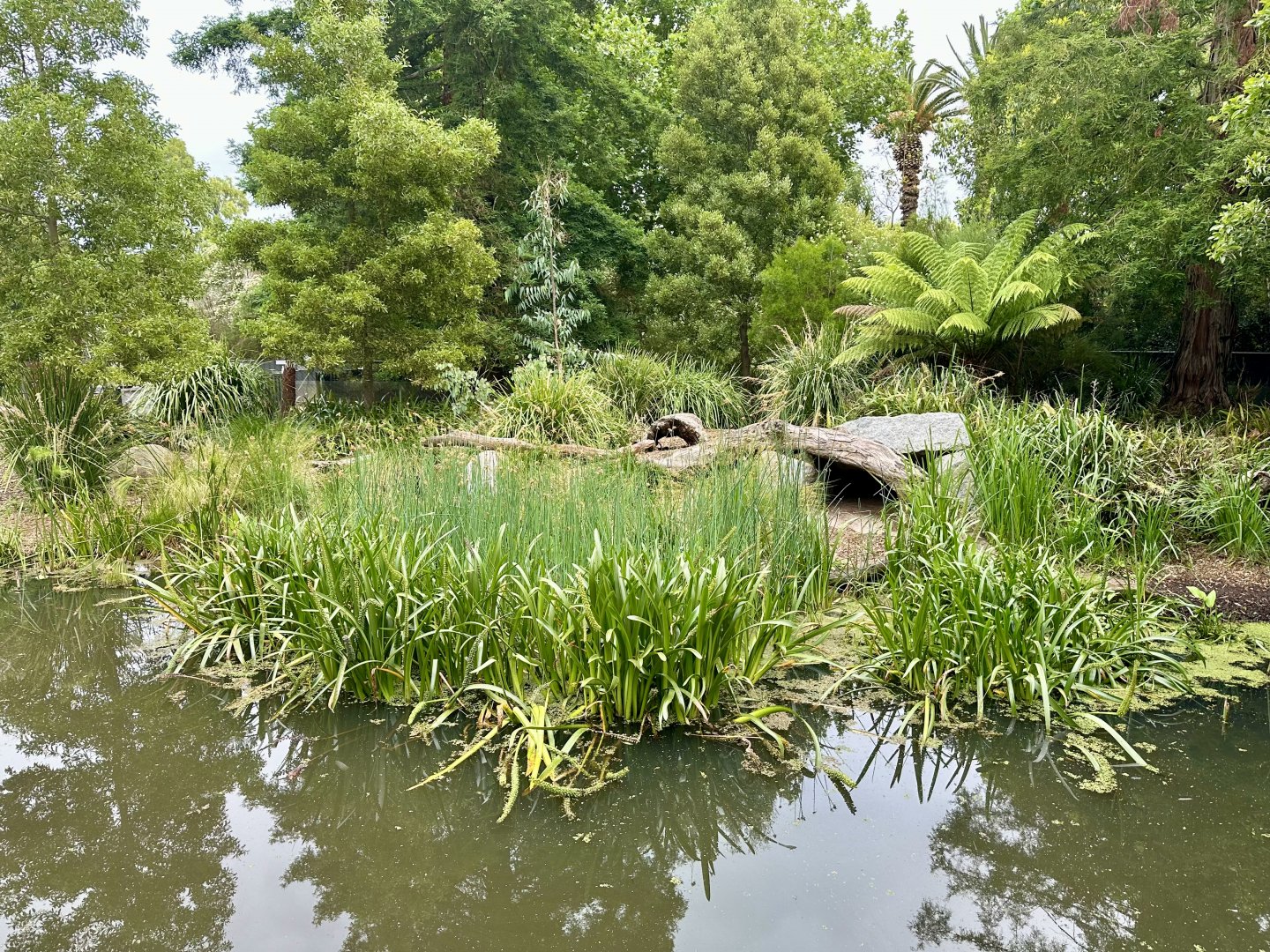 Tasmanian Devil Exhibit