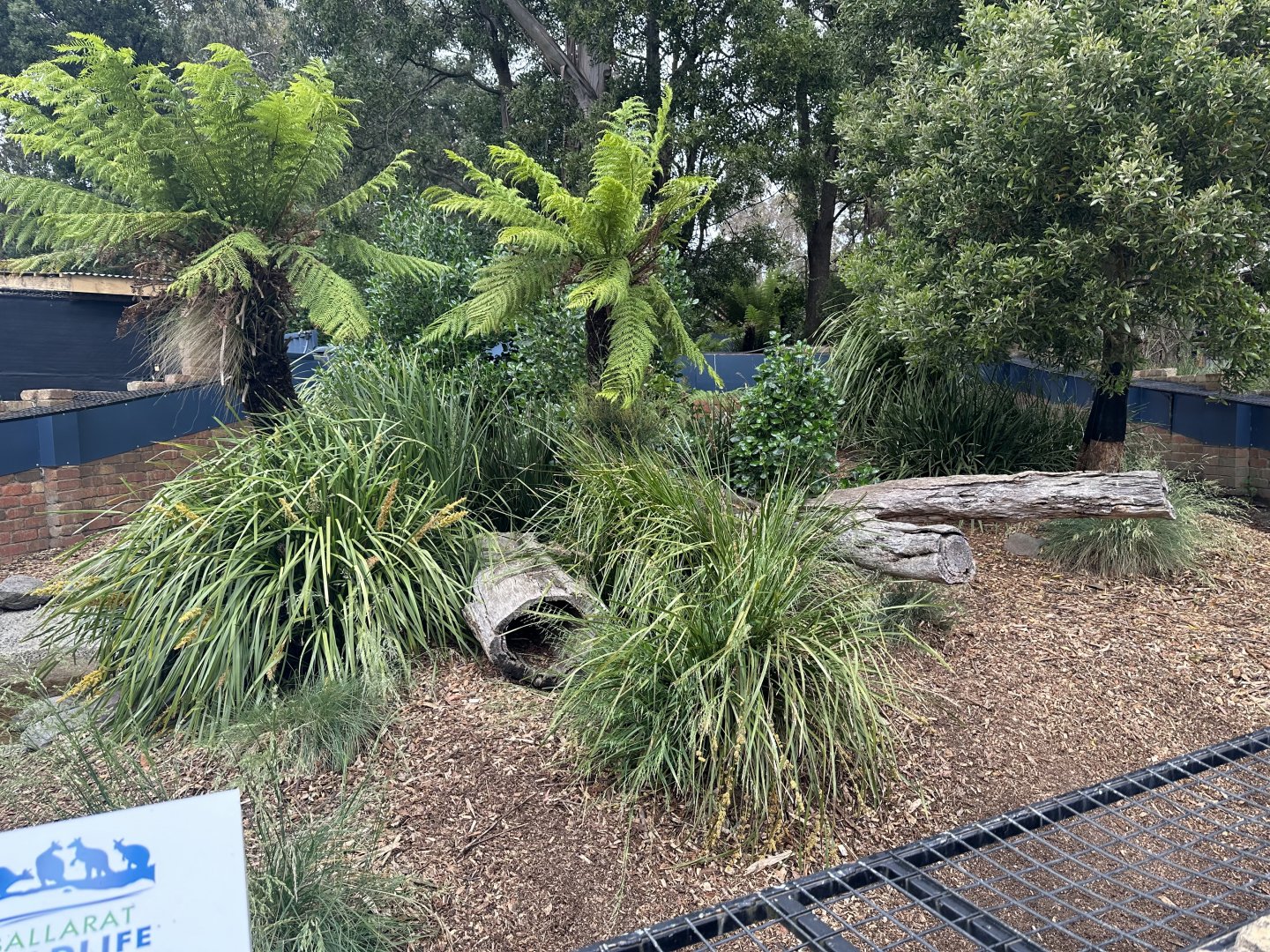 Tasmanian Devil Exhibit
