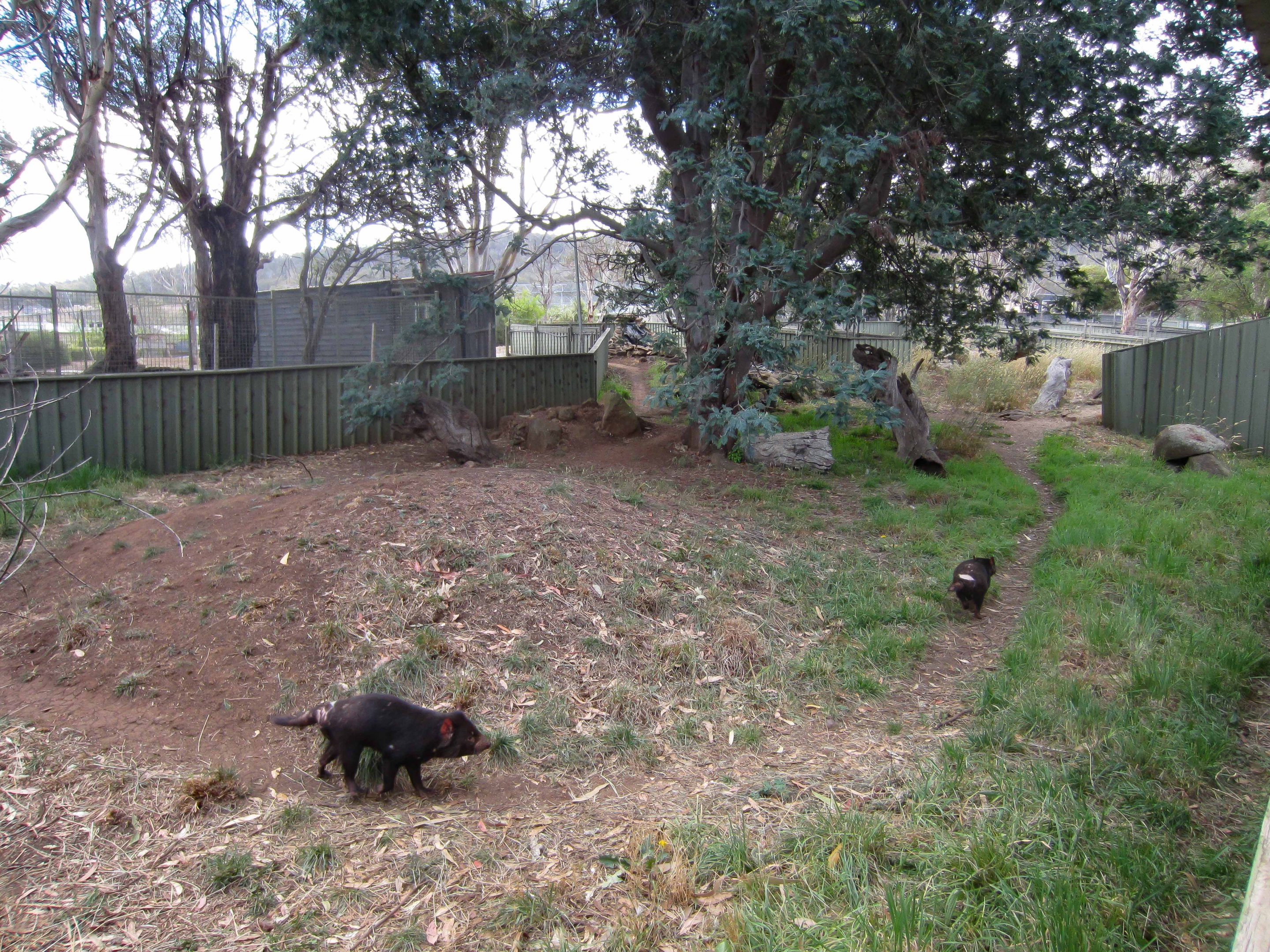 Tasmanian Devil exhibit