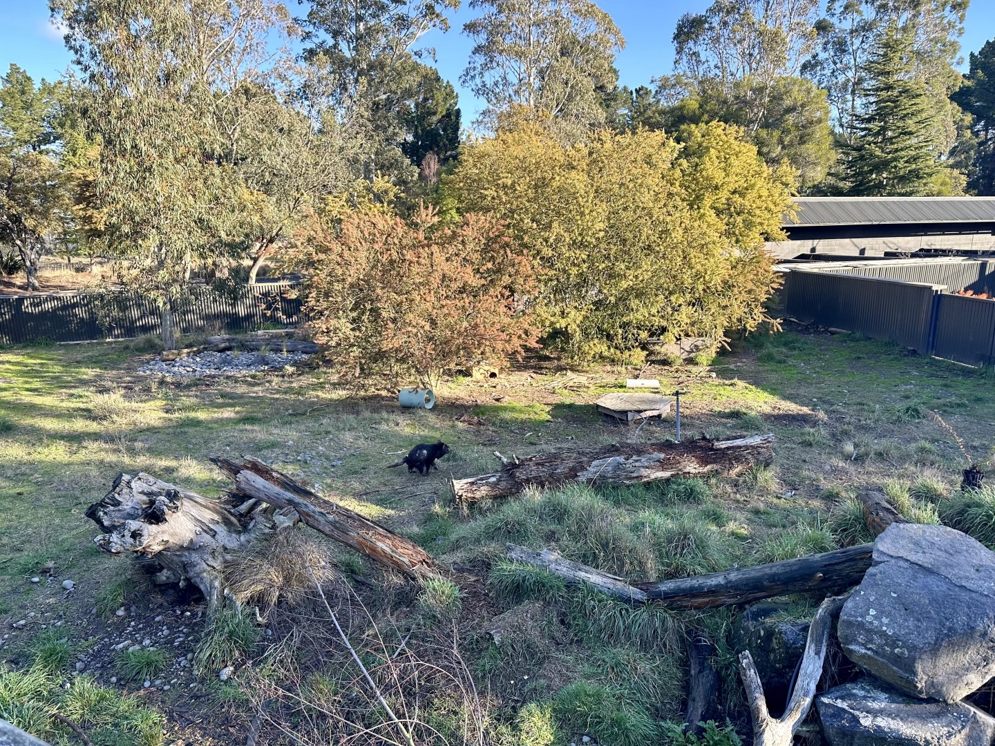 Tasmanian Devil Exhibit
