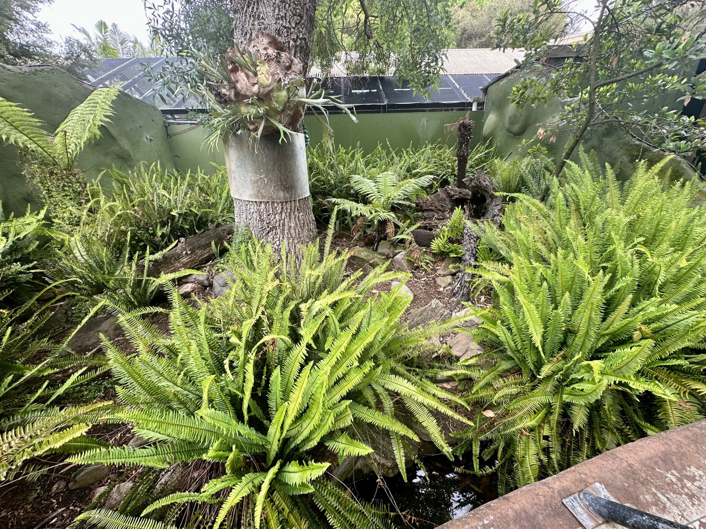 Tasmanian Devil Exhibit