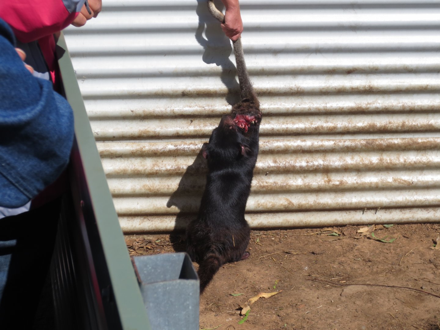 Tasmanian Devil feeding, 2015