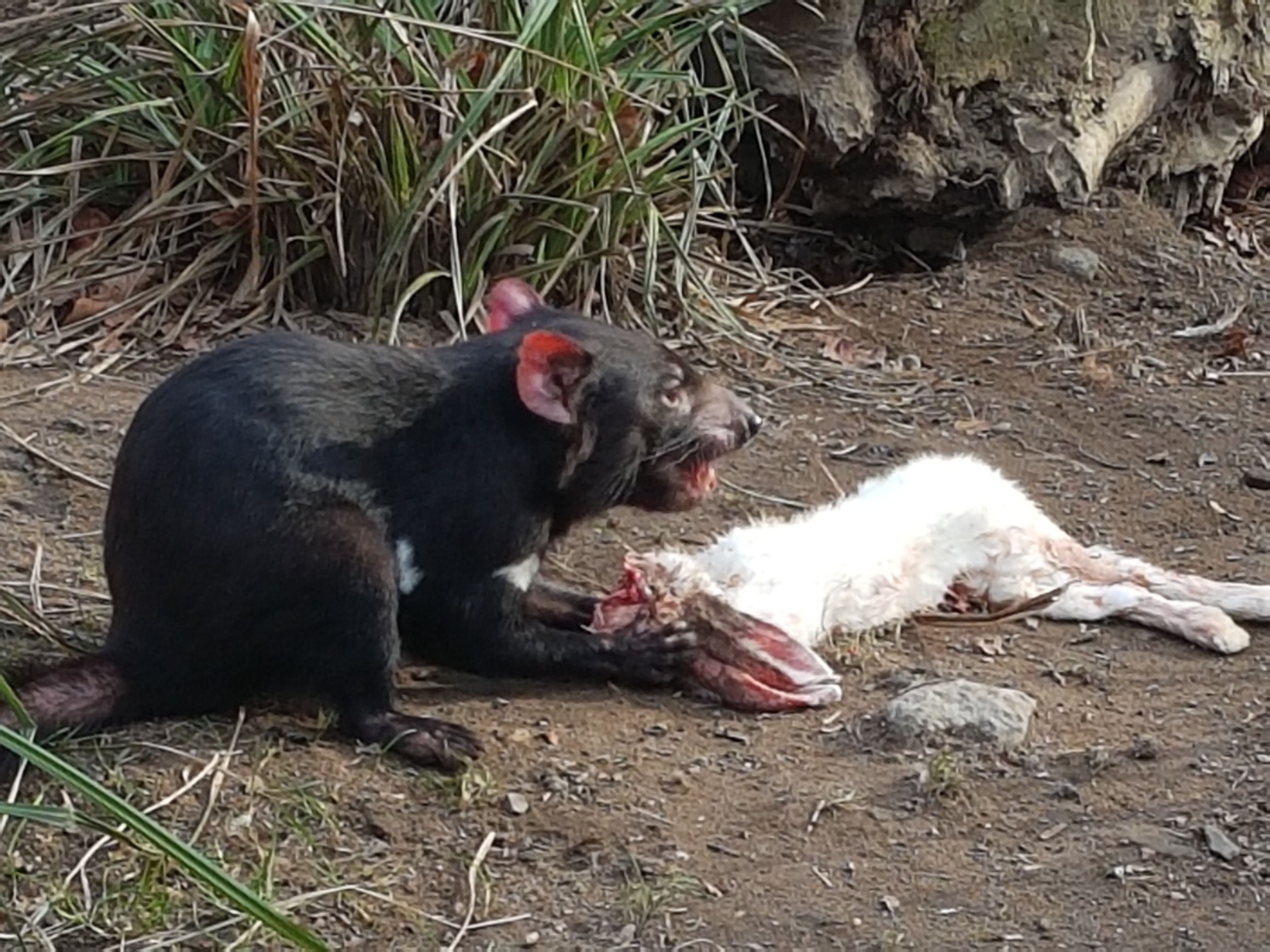 Tasmanian devil feeding time March 18