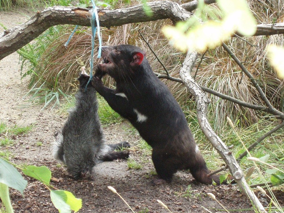 Tasmanian devil - feeding time