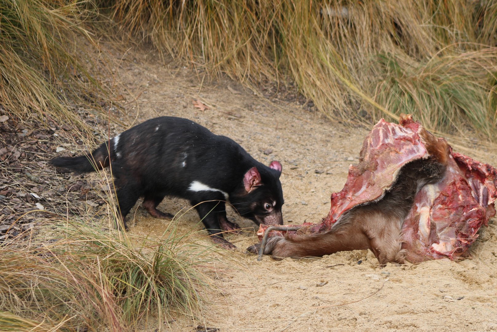 Tasmanian devil feeding time