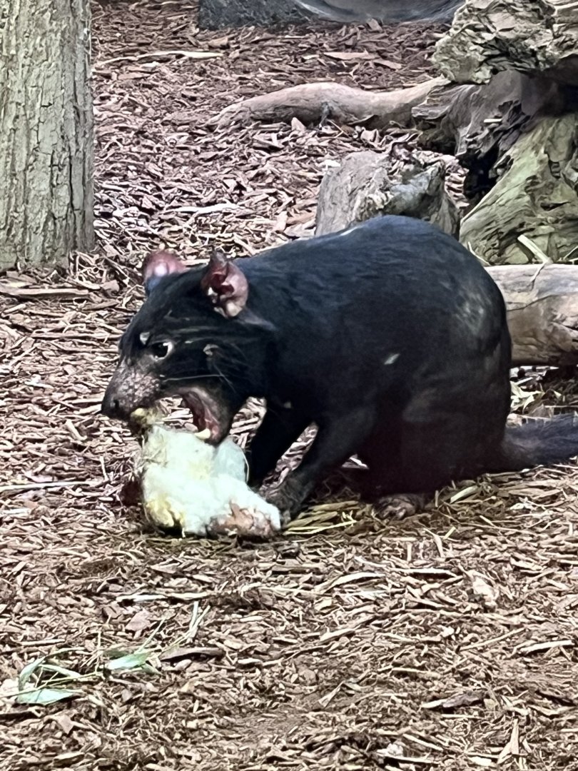 Tasmanian Devil Feeding