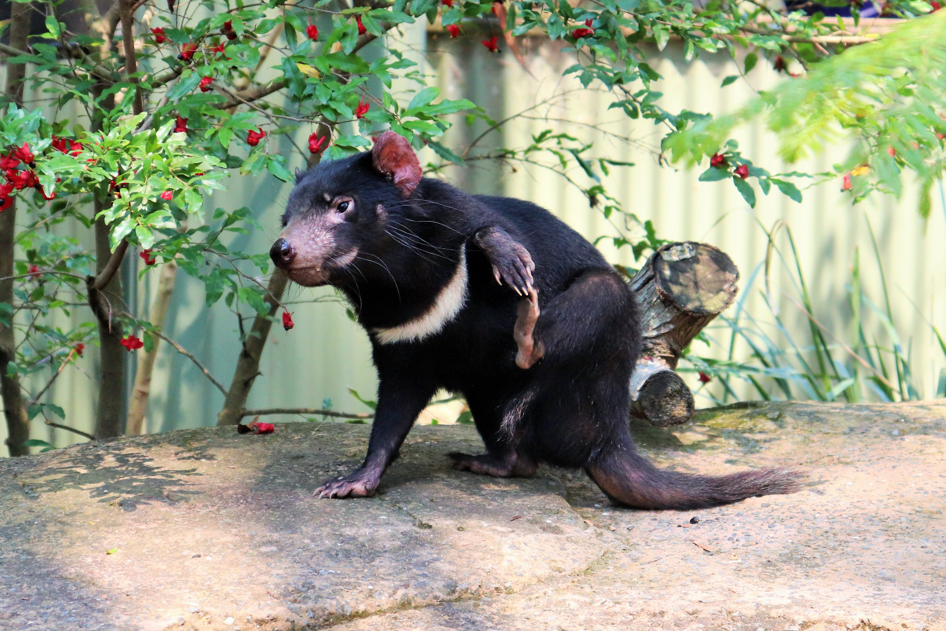 Tasmanian Devil Having a Scratch