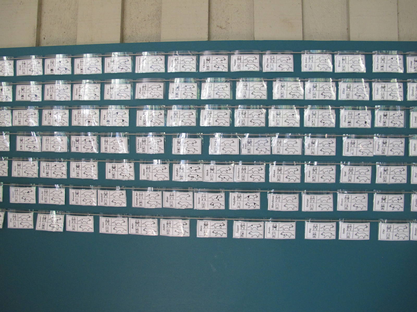 Tasmanian Devil ID Board - Healesville Sanctuary 2013