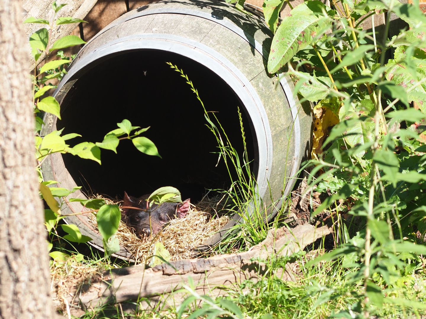 Tasmanian devil in a barrel