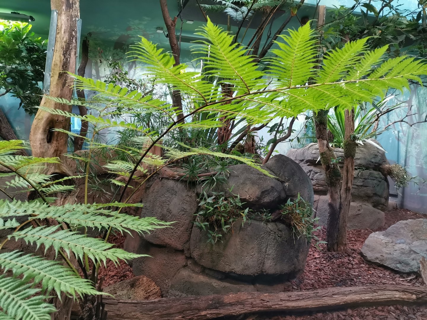 Tasmanian Devil Indoor, Darwin Crater
