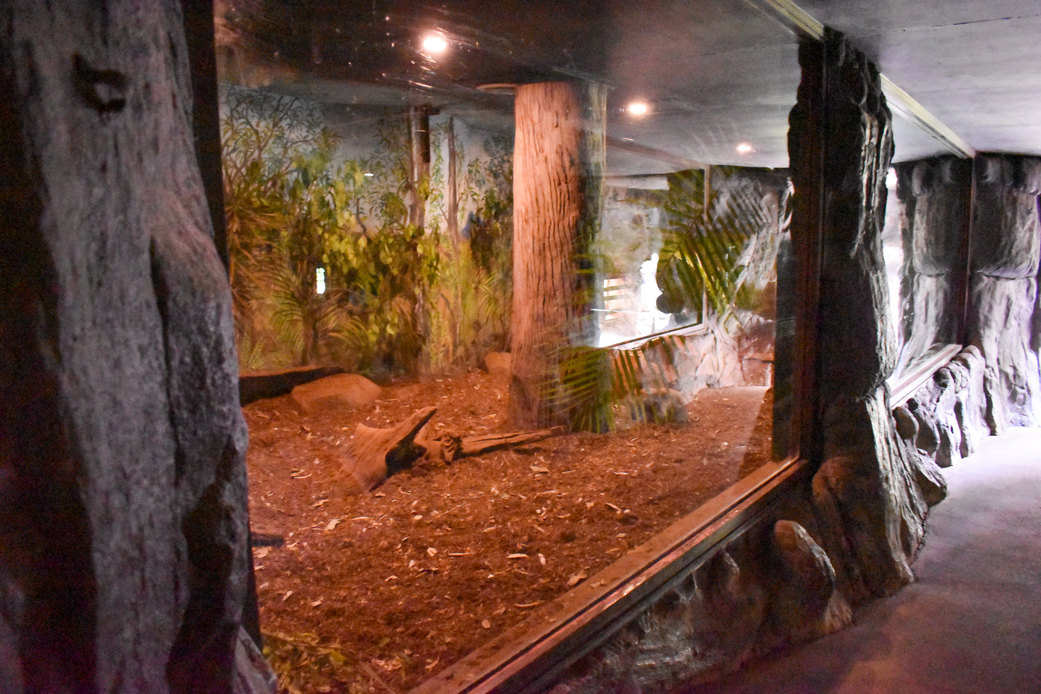 Tasmanian Devil - Indoor Viewing