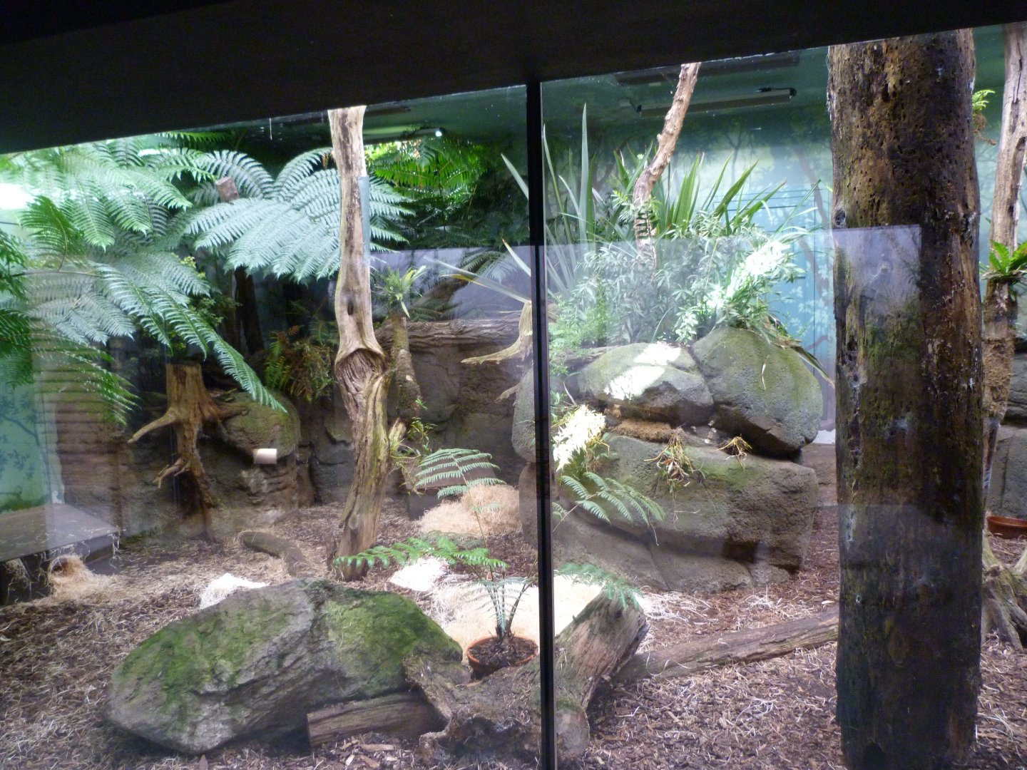 Tasmanian devil indoors exhibti -Zoo Praha (2025)