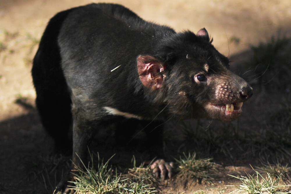 Tasmanian Devil Jan. 16, 2016