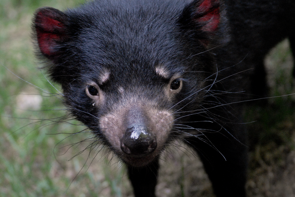 Tasmanian Devil - Jardin des Plantes 2023