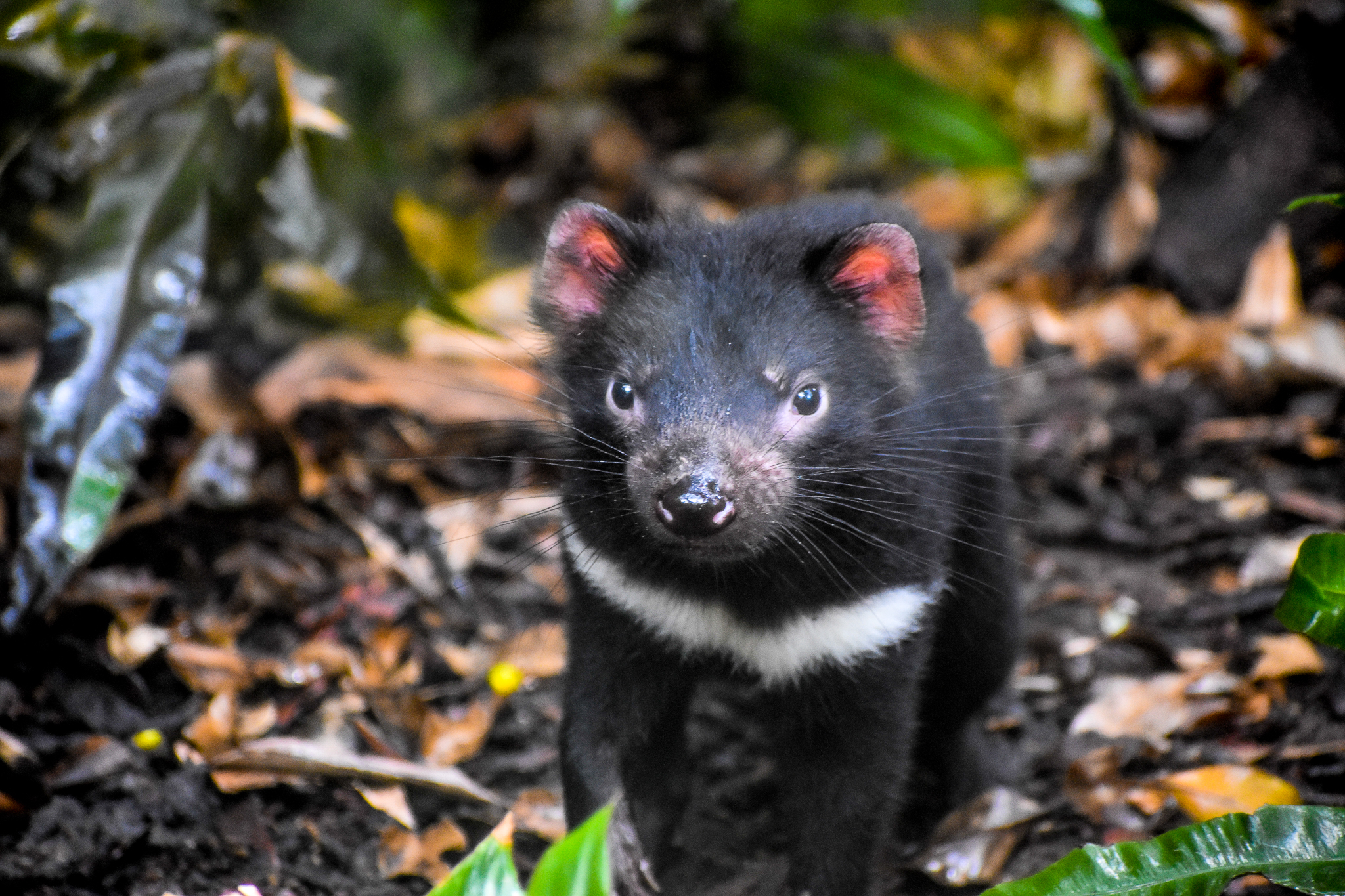 Tasmanian Devil Joey (Sarcophilus harrisii)