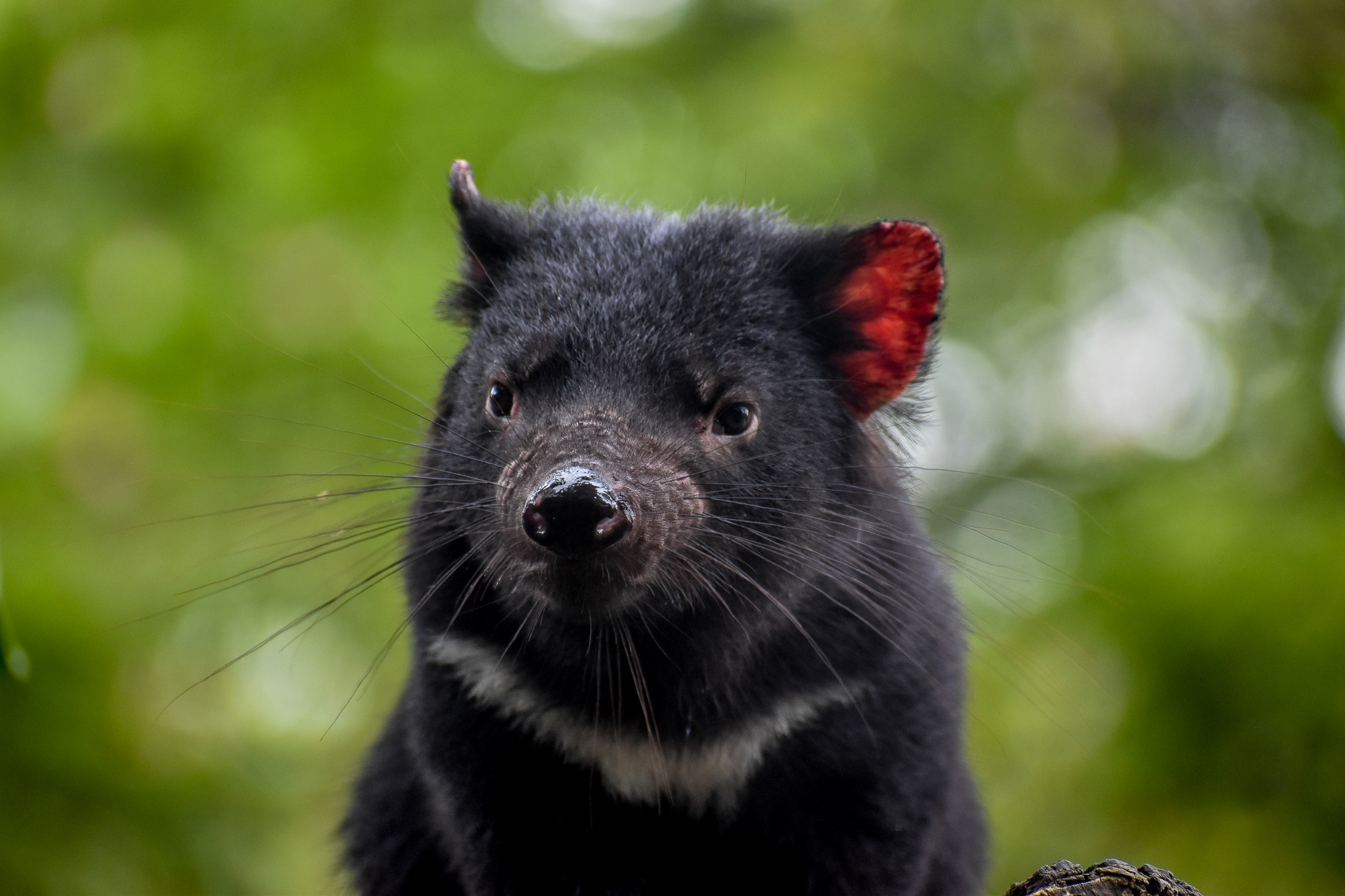 Tasmanian Devil Joey