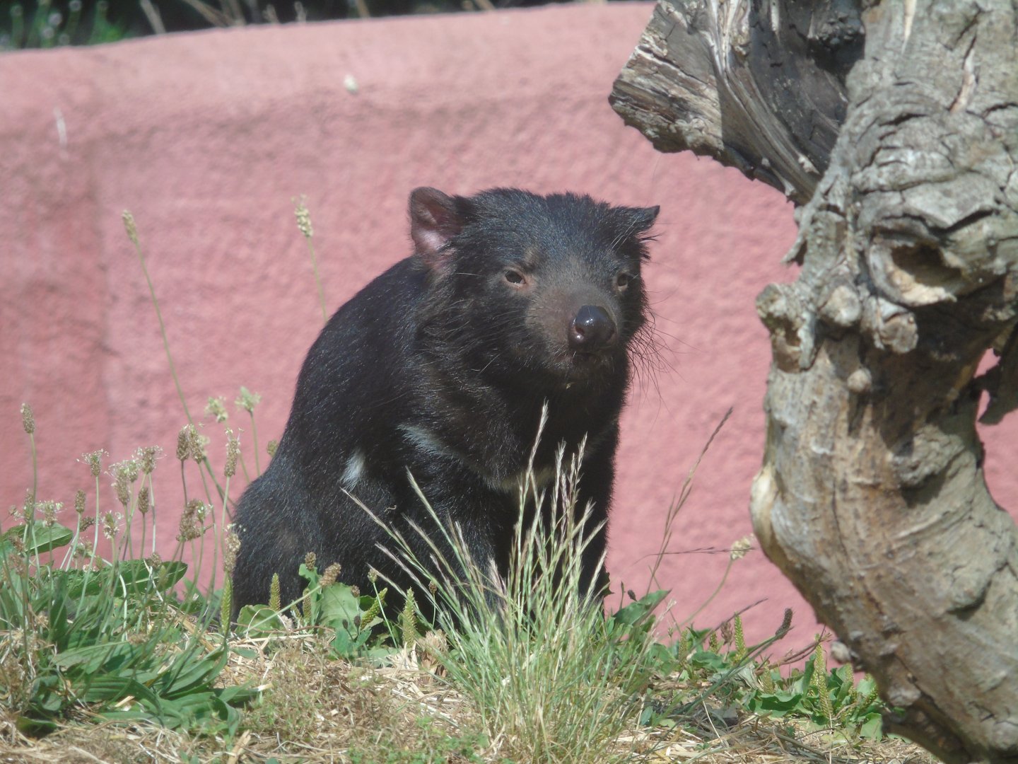 Tasmanian devil - July 2018
