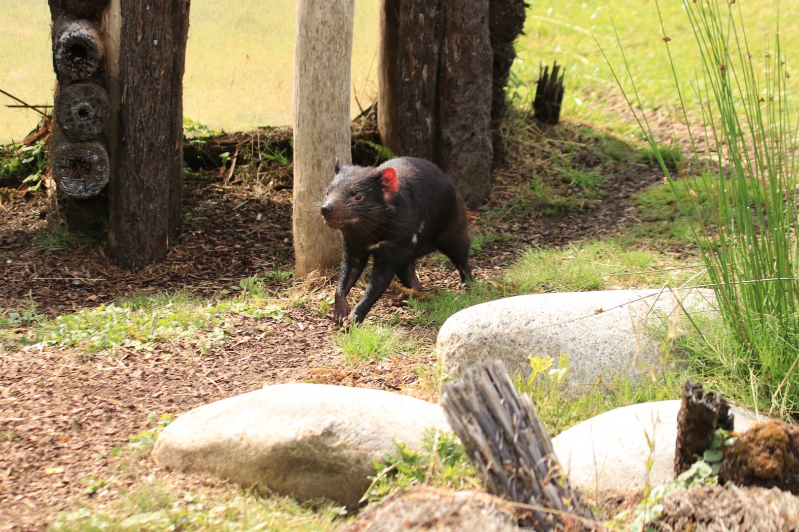 Tasmanian devil (July 2019)