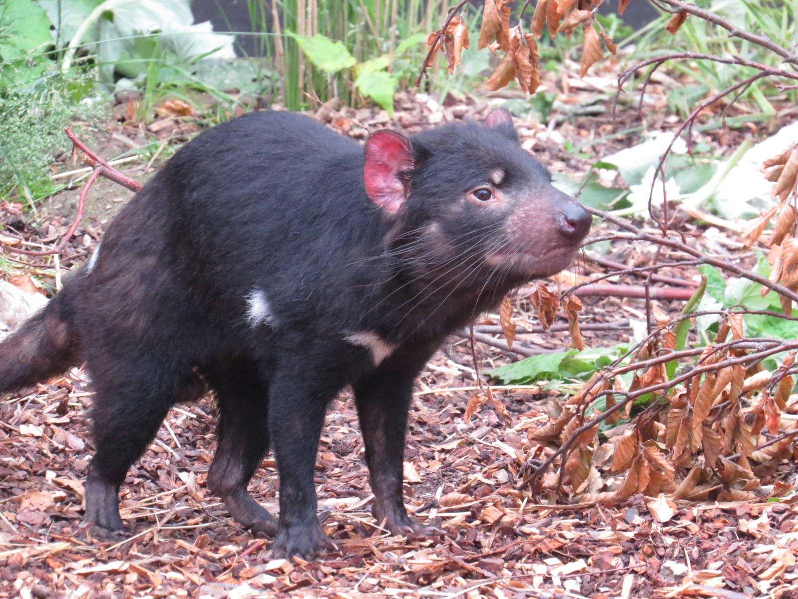Tasmanian devil, June 2015.