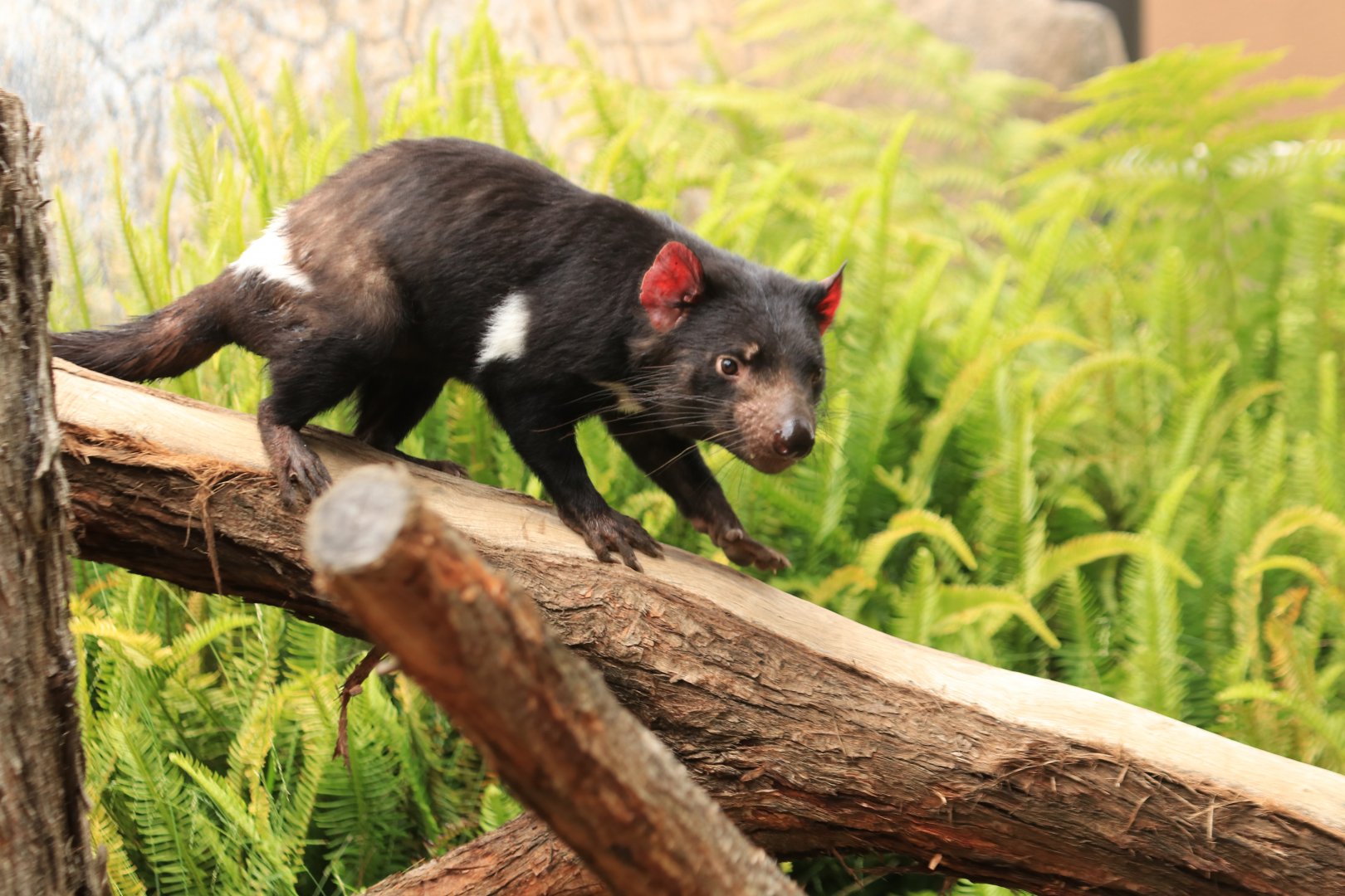 Tasmanian devil (June 2019)
