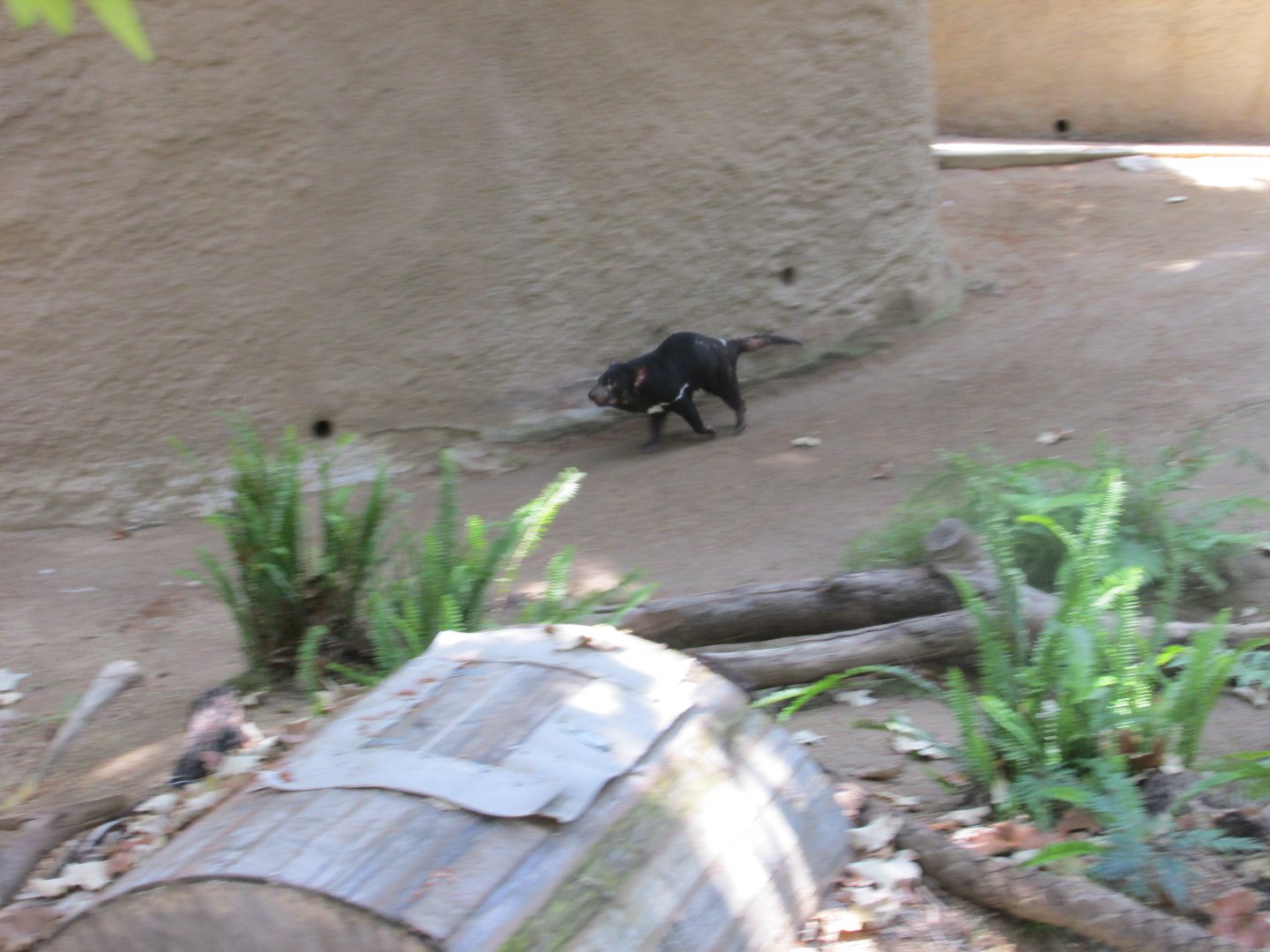 Tasmanian devil Los Angeles zoo 2017