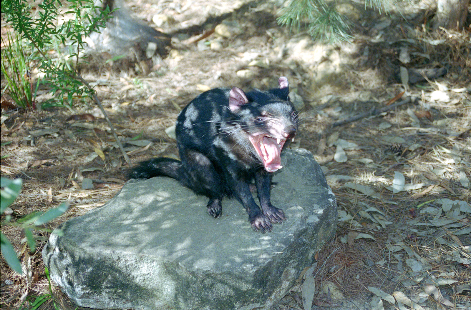 Tasmanian Devil - March 1999