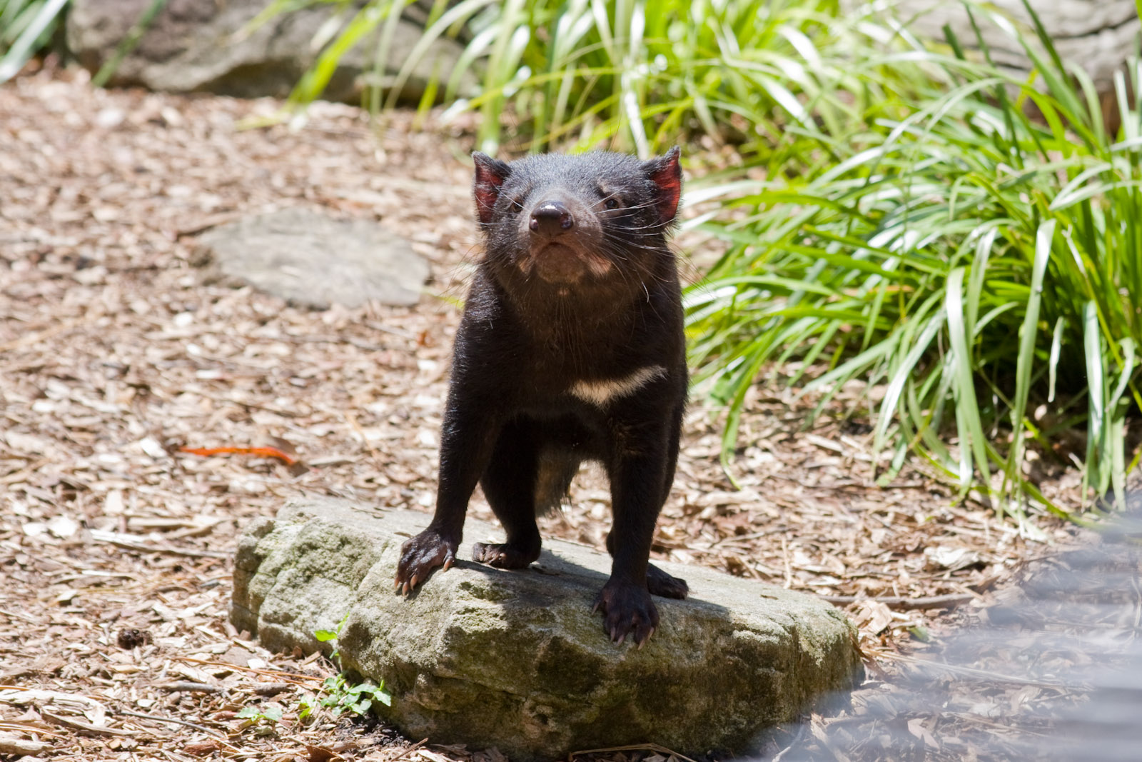 Tasmanian Devil - Nov 2008