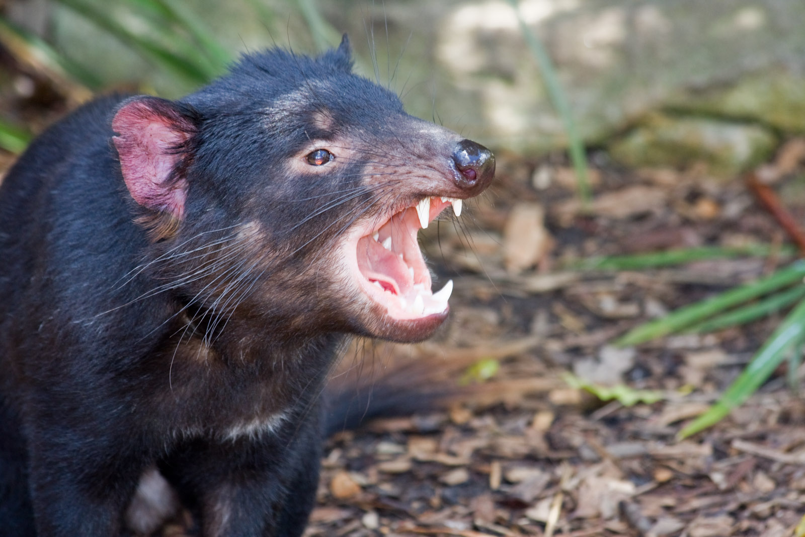 Tasmanian Devil - Nov 2008