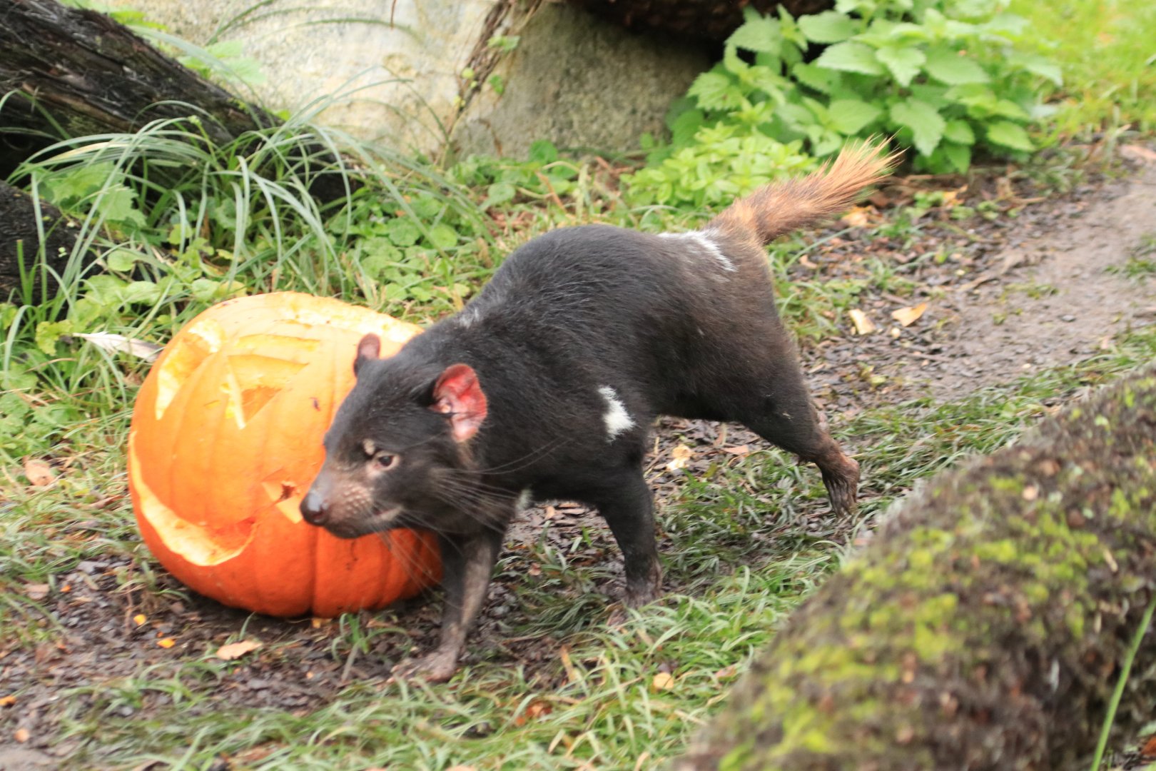 Tasmanian devil (November 2019)