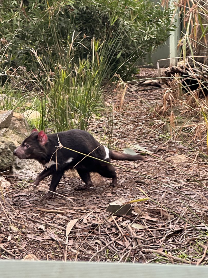 Tasmanian Devil out for a stroll