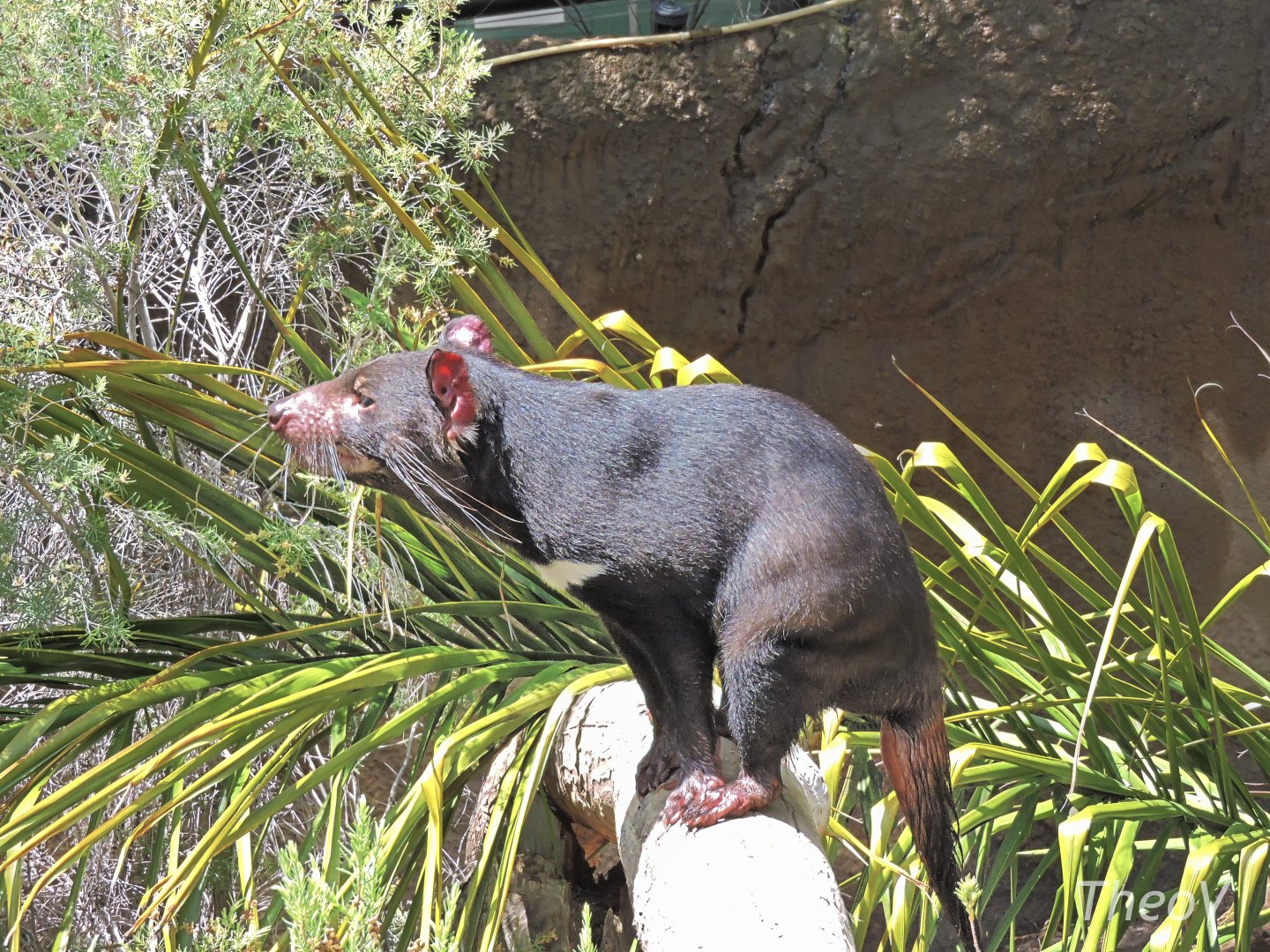 Tasmanian devil - Outback [2015]