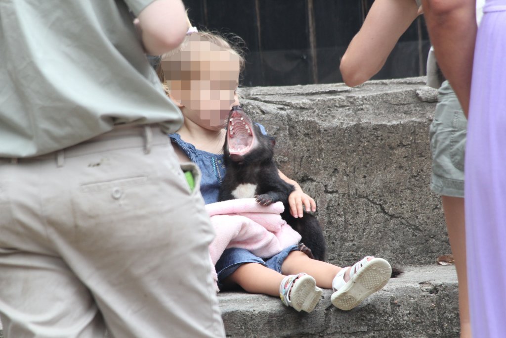 Tasmanian Devil photo-op