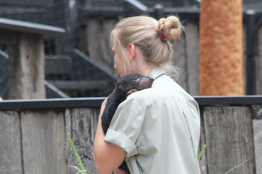 Tasmanian Devil photo-op