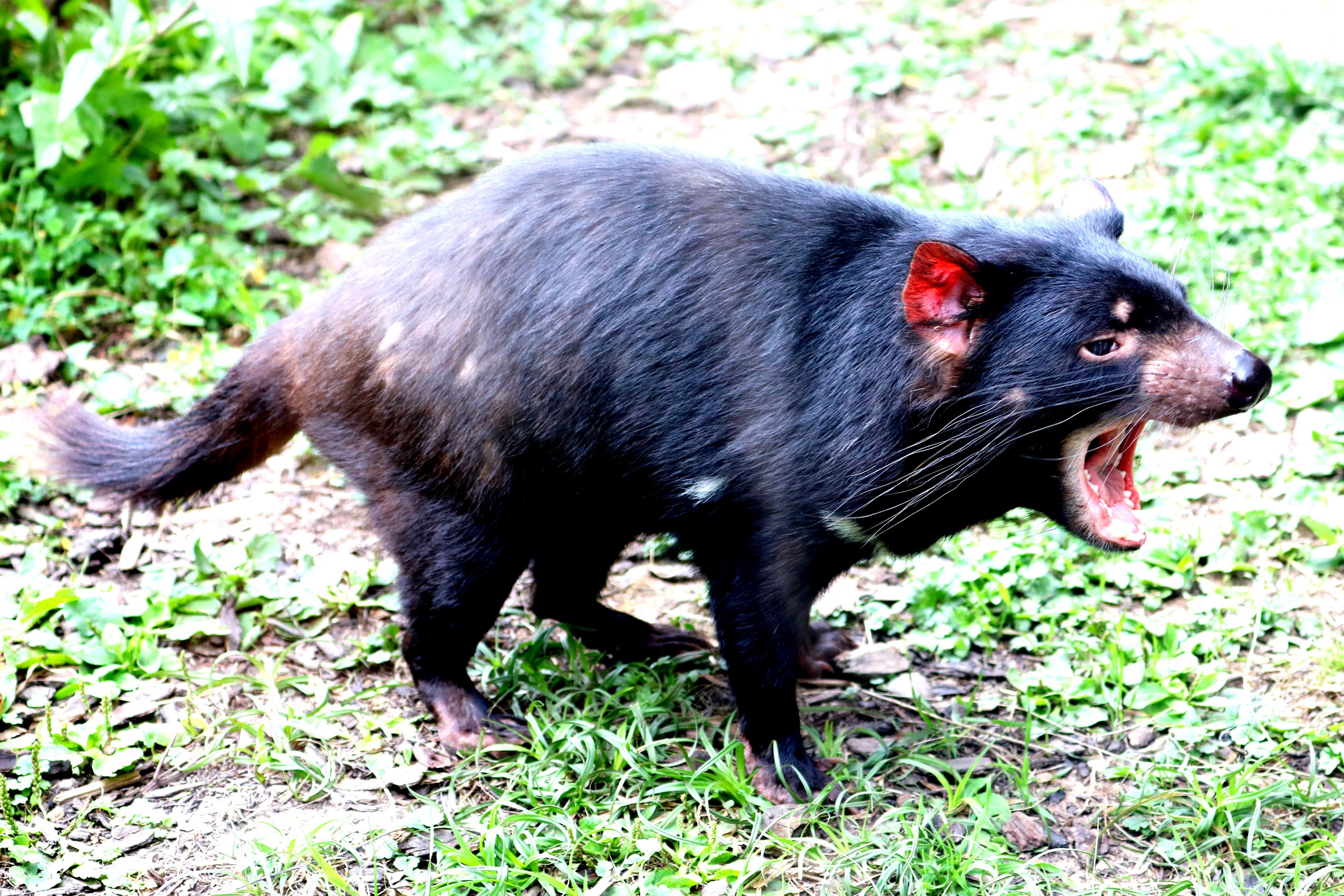 Tasmanian devil; Planckendael; 9th September 2018